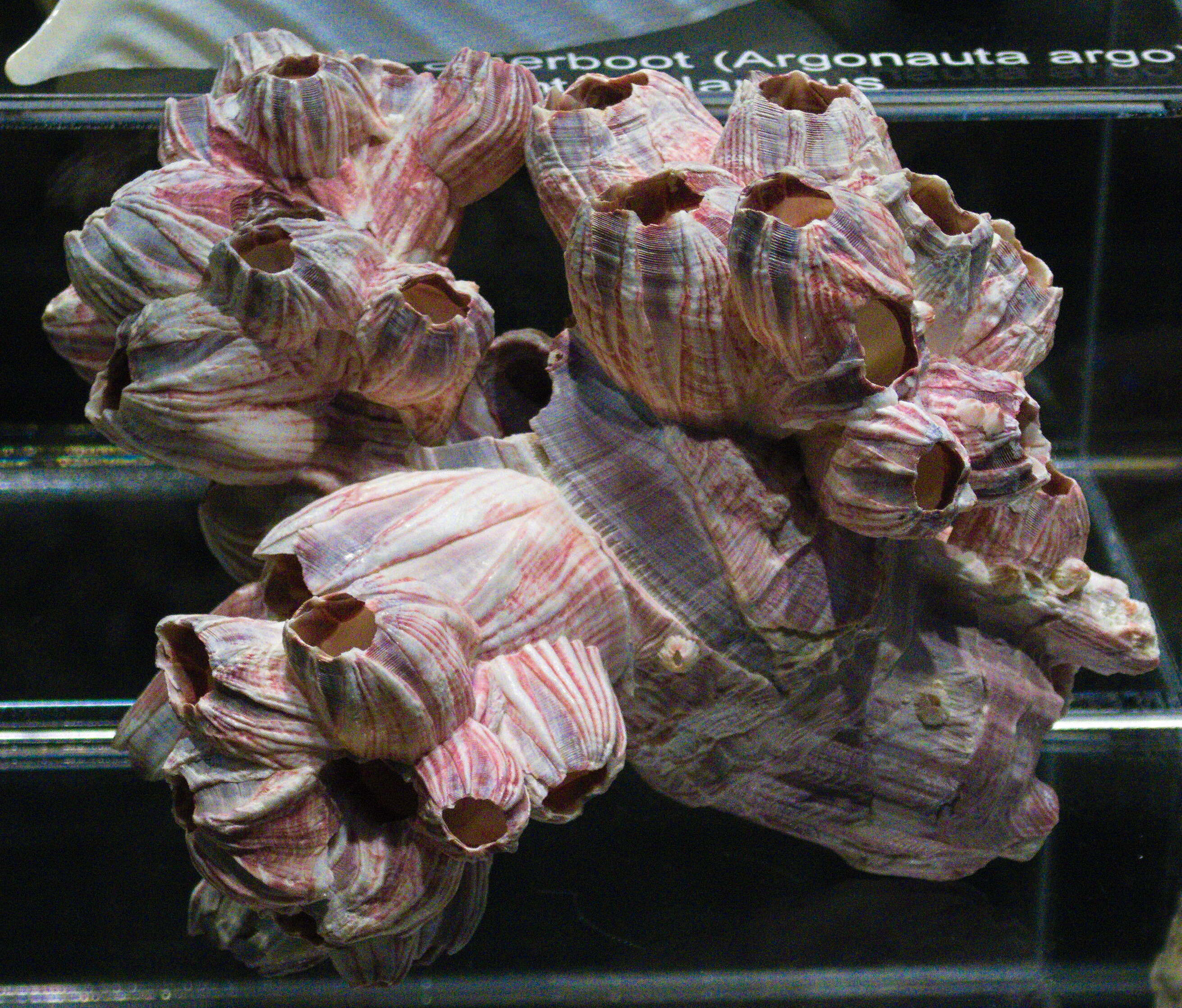 Image of acorn barnacles