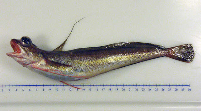 Image of Red hake