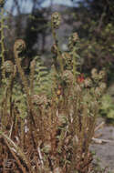 Image of male fern