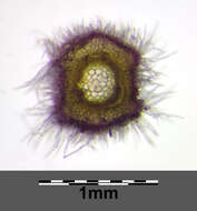 صورة Thymus praecox Opiz