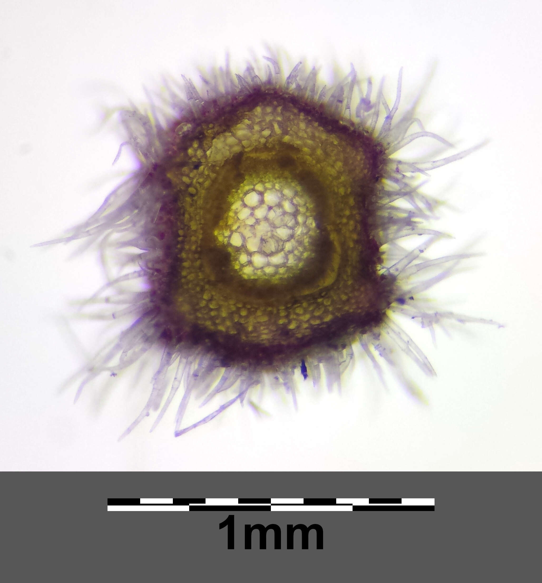 صورة Thymus praecox Opiz