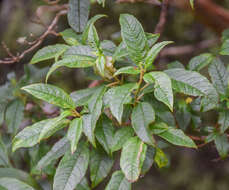 Imagem de Fuchsia excorticata (J. R. & G. Forst.) L. fil.