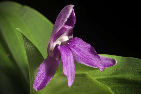 Image of Roscoea tibetica Batalin