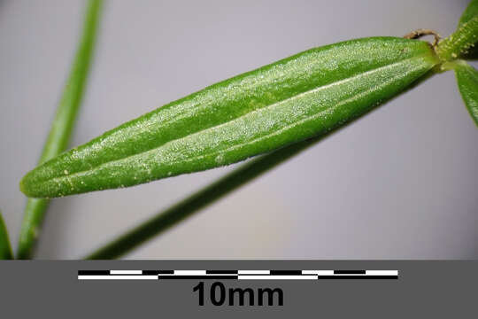 Image of Northern bedstraw