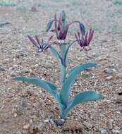 Imagem de Ornithoglossum vulgare B. Nord.