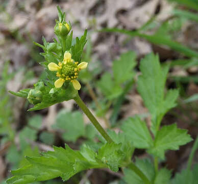 Image of spring avens