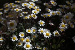 Image de Bellium crassifolium Moris