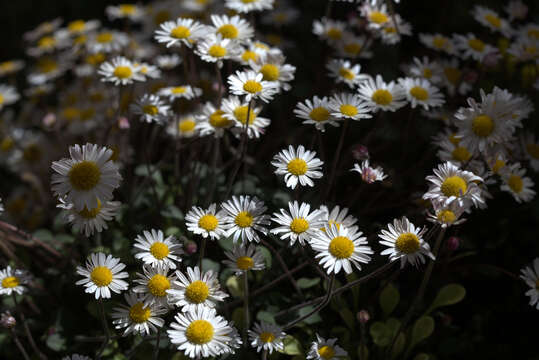 Image de Bellium crassifolium Moris