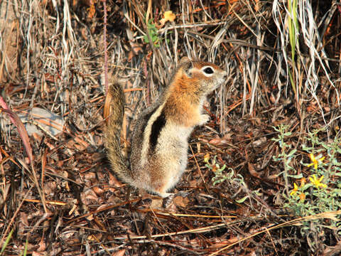 Image of Callospermophilus Merriam 1897