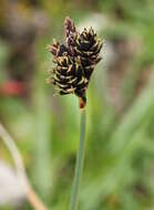 Imagem de Carex parviflora Host