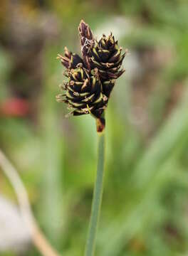 Image of Carex parviflora Host