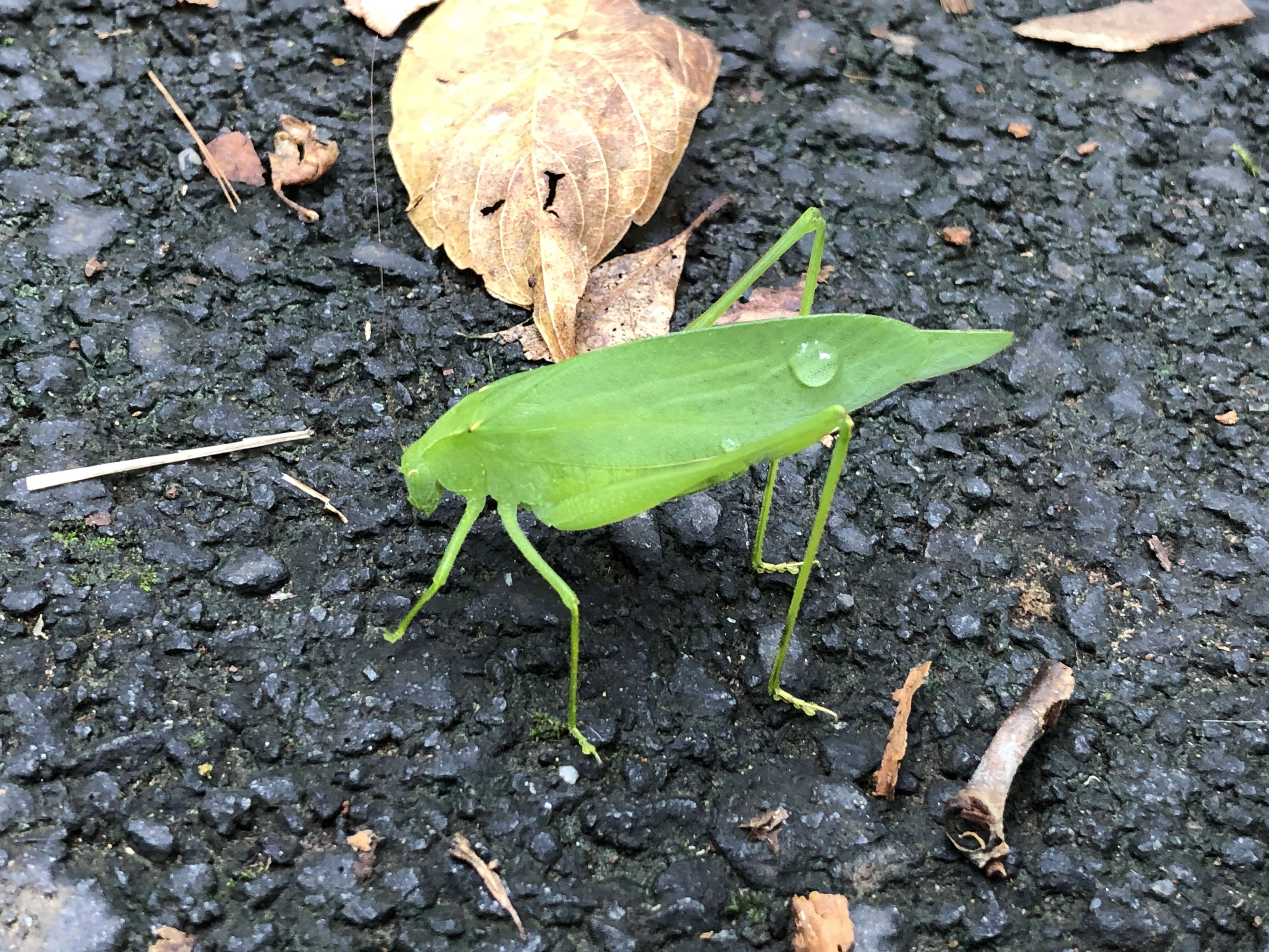 Image of Pterophylla