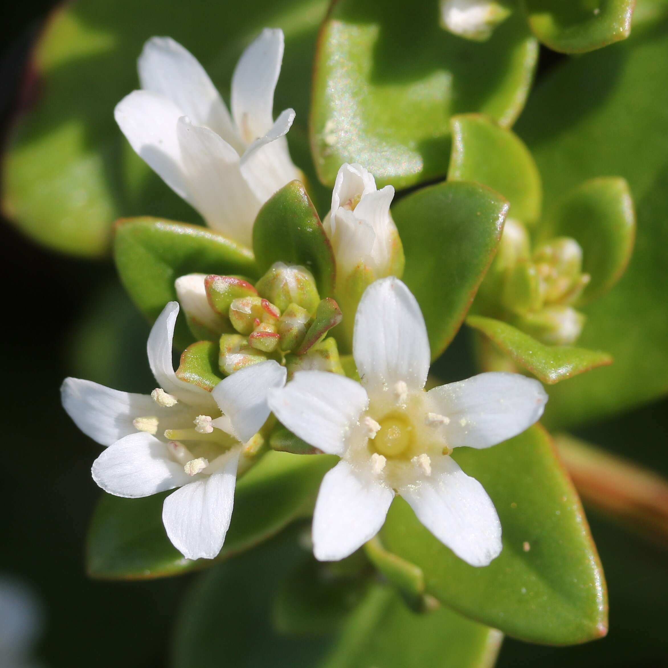 Image of spoonleaf yellow loosestrife