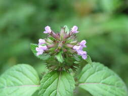 Image of wild basil