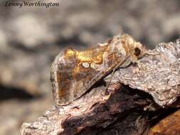 Image of Cutworm