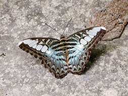 Imagem de Parthenos sylvia