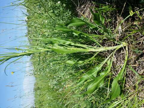 Image of black salsify