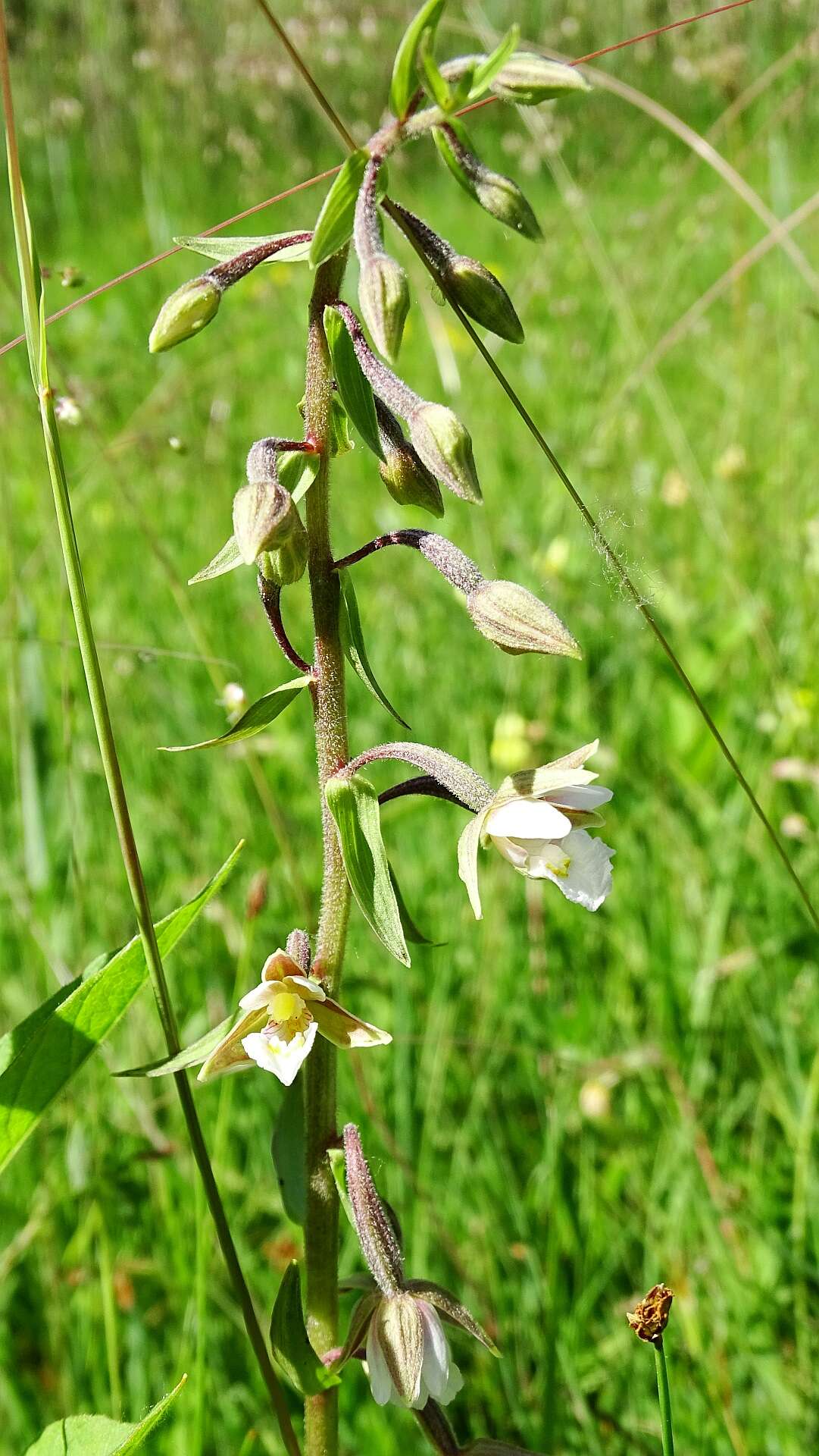 Imagem de Epipactis palustris (L.) Crantz