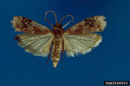 Image of American Plum Borer