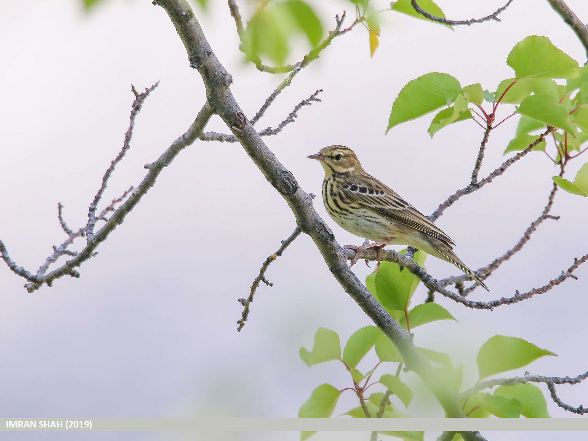 Image of Tree Pipit