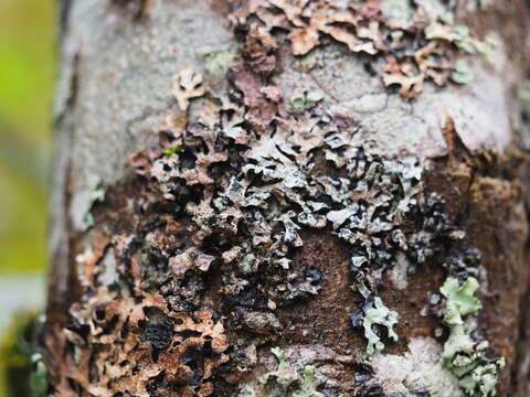 Image of Hammered shield lichen