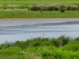 Image of avocet, pied avocet