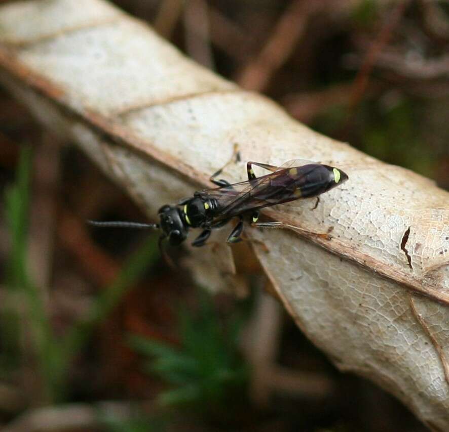 Image of sphecid wasps