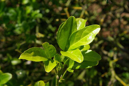 Image of hardy orange