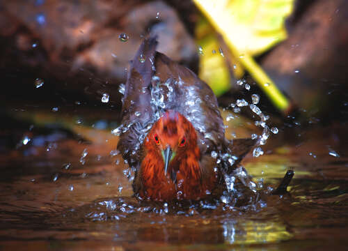 Image de Râle de forêt