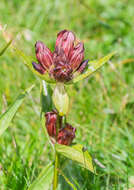 Image de Gentiane Pourpre