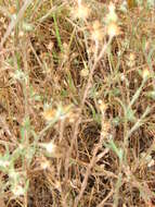 Imagem de Centaurea melitensis L.