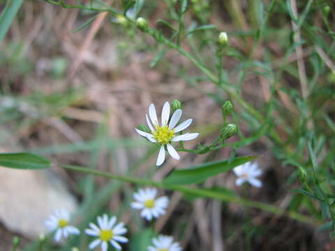 Image of serpentine aster