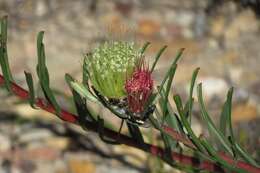 Image of Leucospermum saxatile (Salisb. ex Knight) Rourke