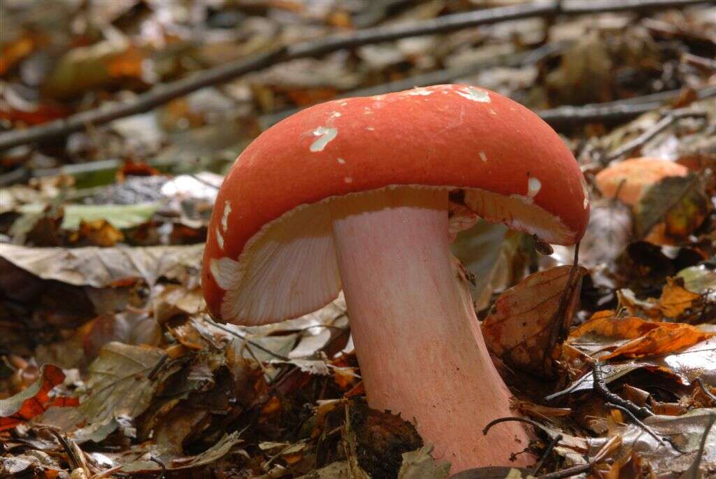 Image of Russula sanguinaria (Schumach.) Rauschert 1989