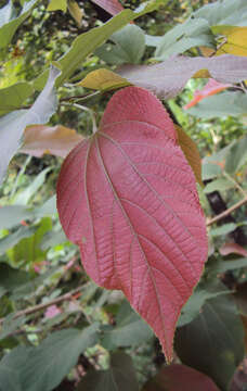 Image of Grewia tiliifolia Vahl