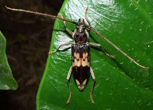 Plancia ëd Phoracantha semipunctata (Fabricius 1775)