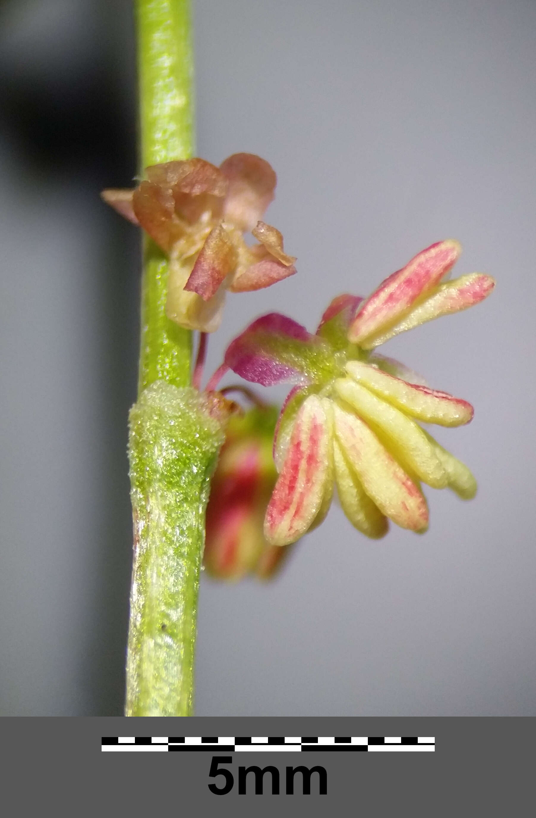 Image of Common Sorrel