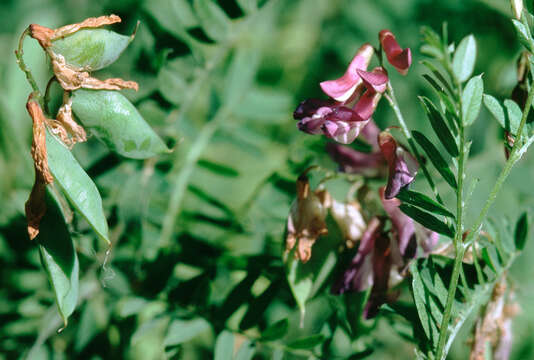 Plancia ëd Vicia cassubica L.