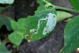 Imagem de Chromatomyia horticola Goureau 1851