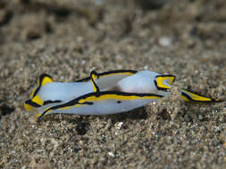 Image of Chelidonura pallida Risbec 1951