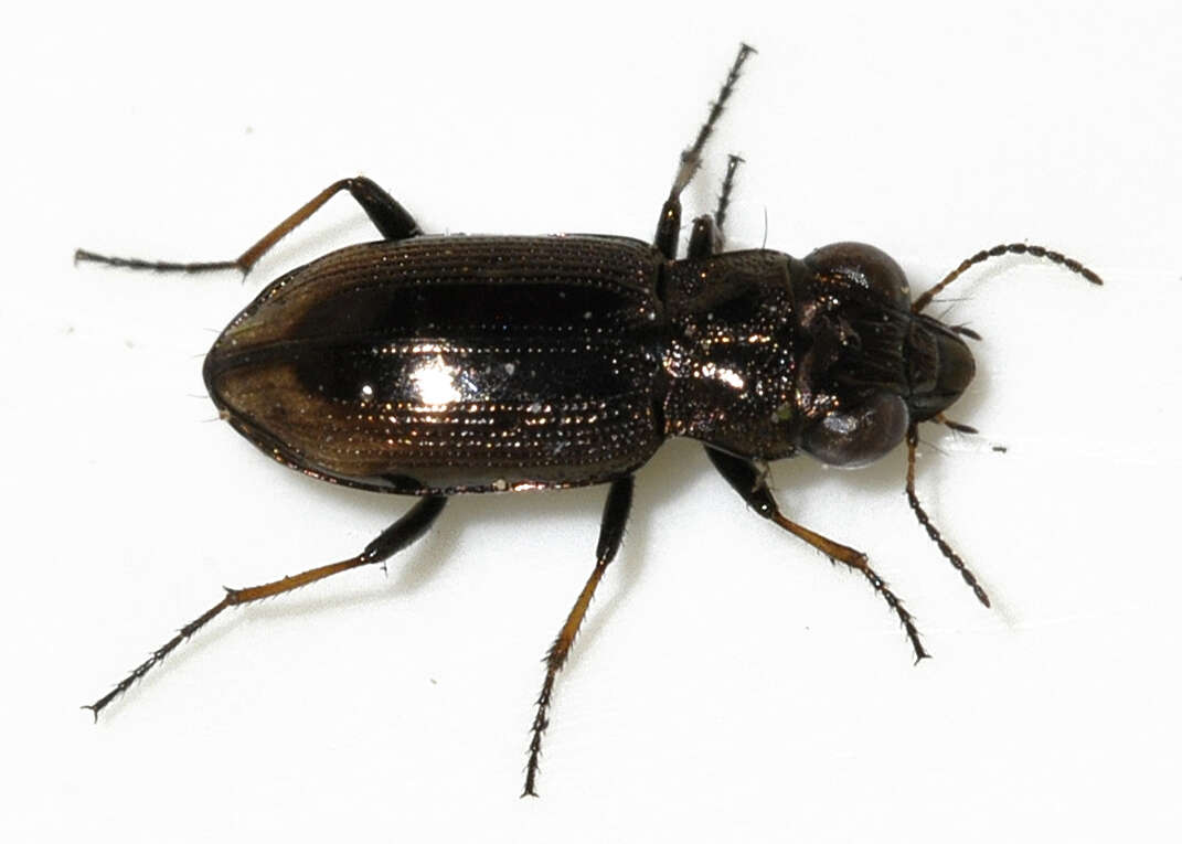 Image of Big-Eyed Bronze Beetle