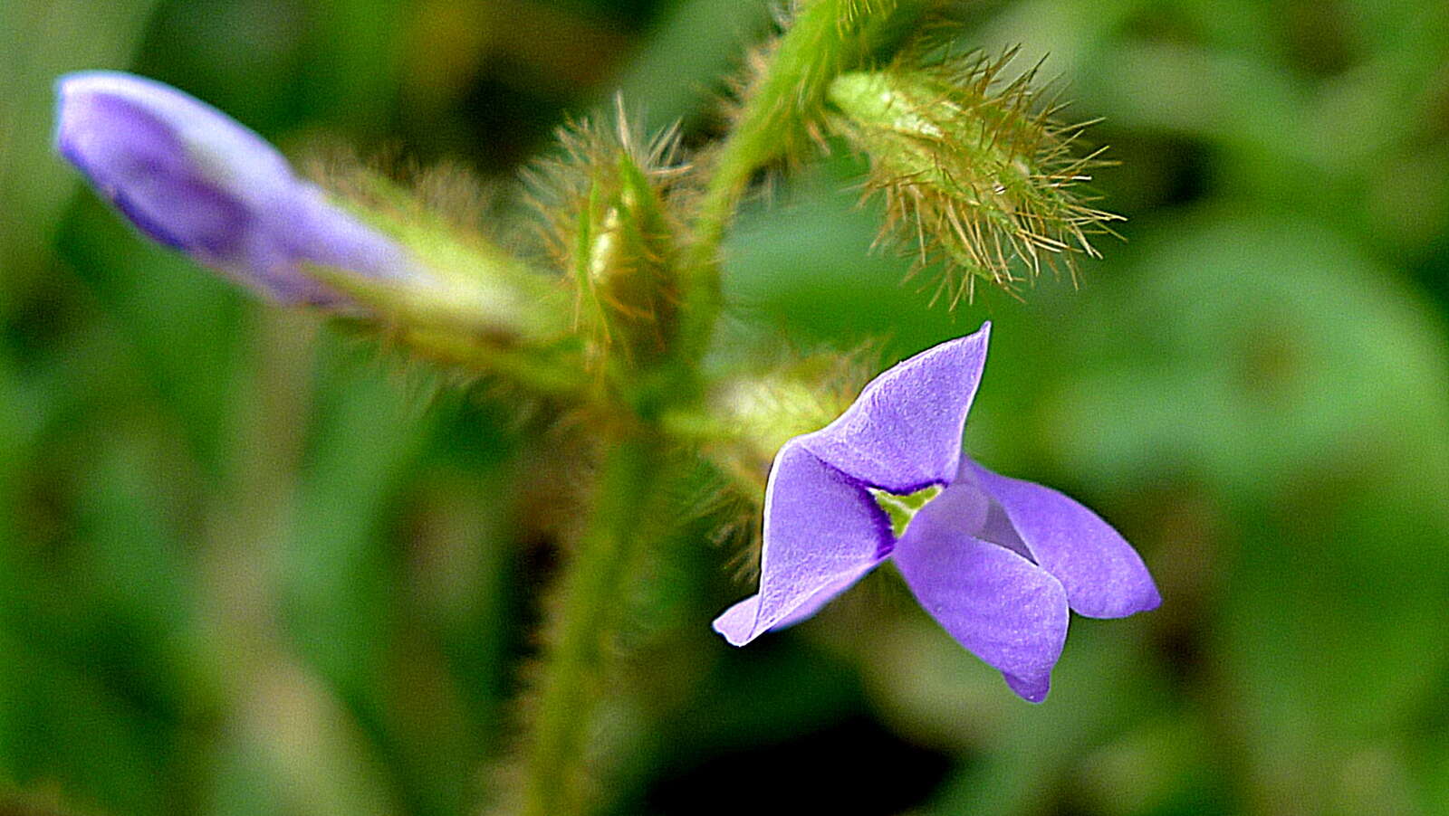 Imagem de Calopogonium mucunoides Desv.