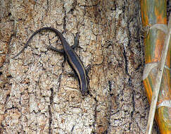 Image of Cryptoblepharus boutonii (Des Jardin 1831)