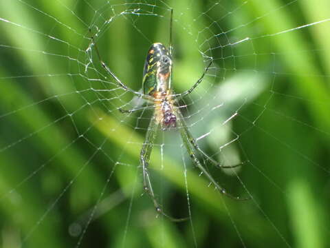 Image of Leucauge mariana (Taczanowski 1881)