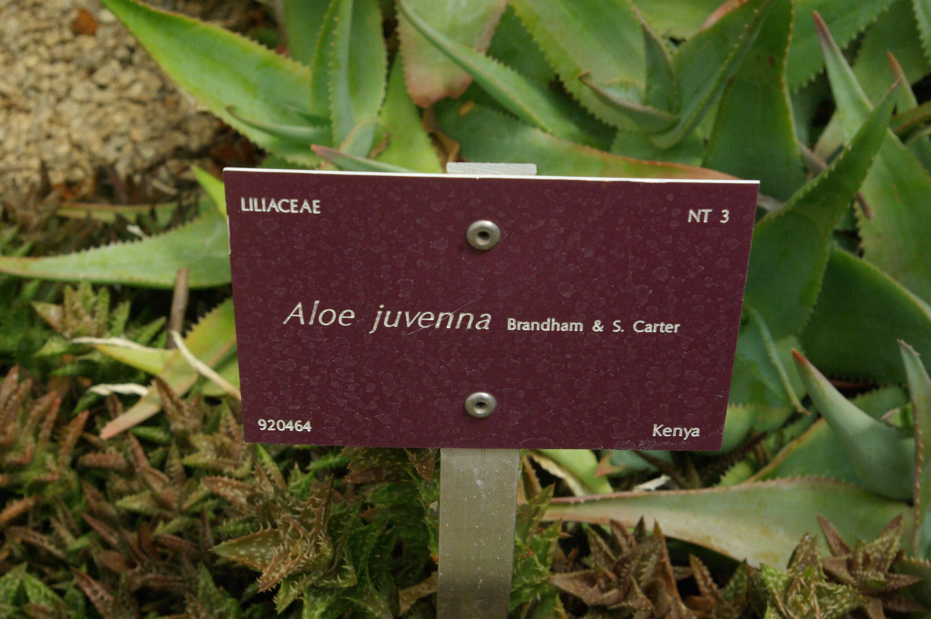 Aloe juvenna Brandham & S. Carter resmi