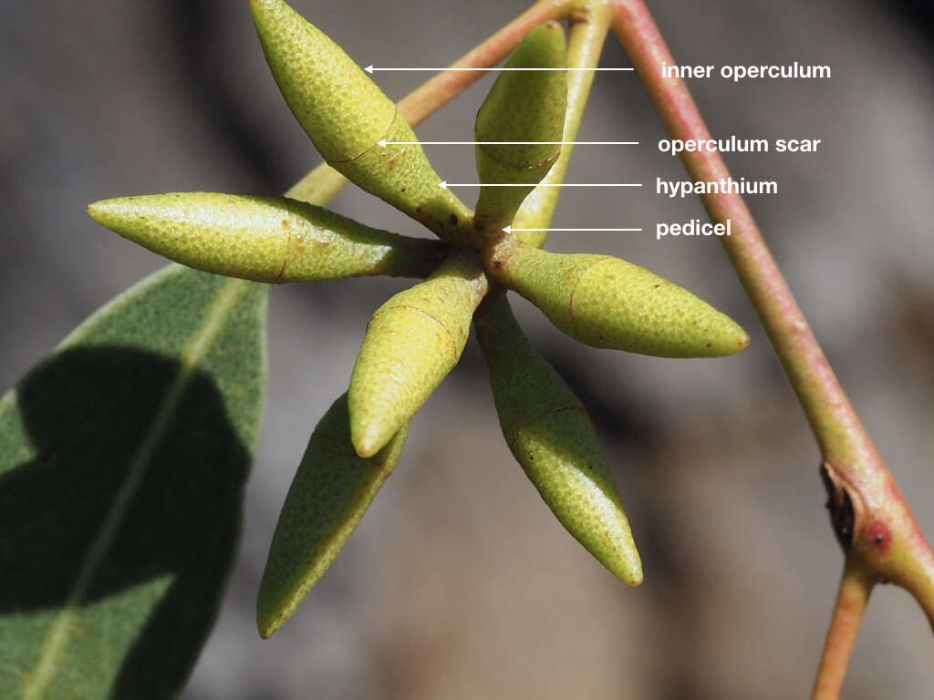 Image of Blakely's Red Gum