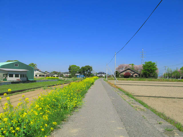 Image of cabbage