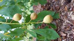 Imagem de Aesculus parviflora Walt.