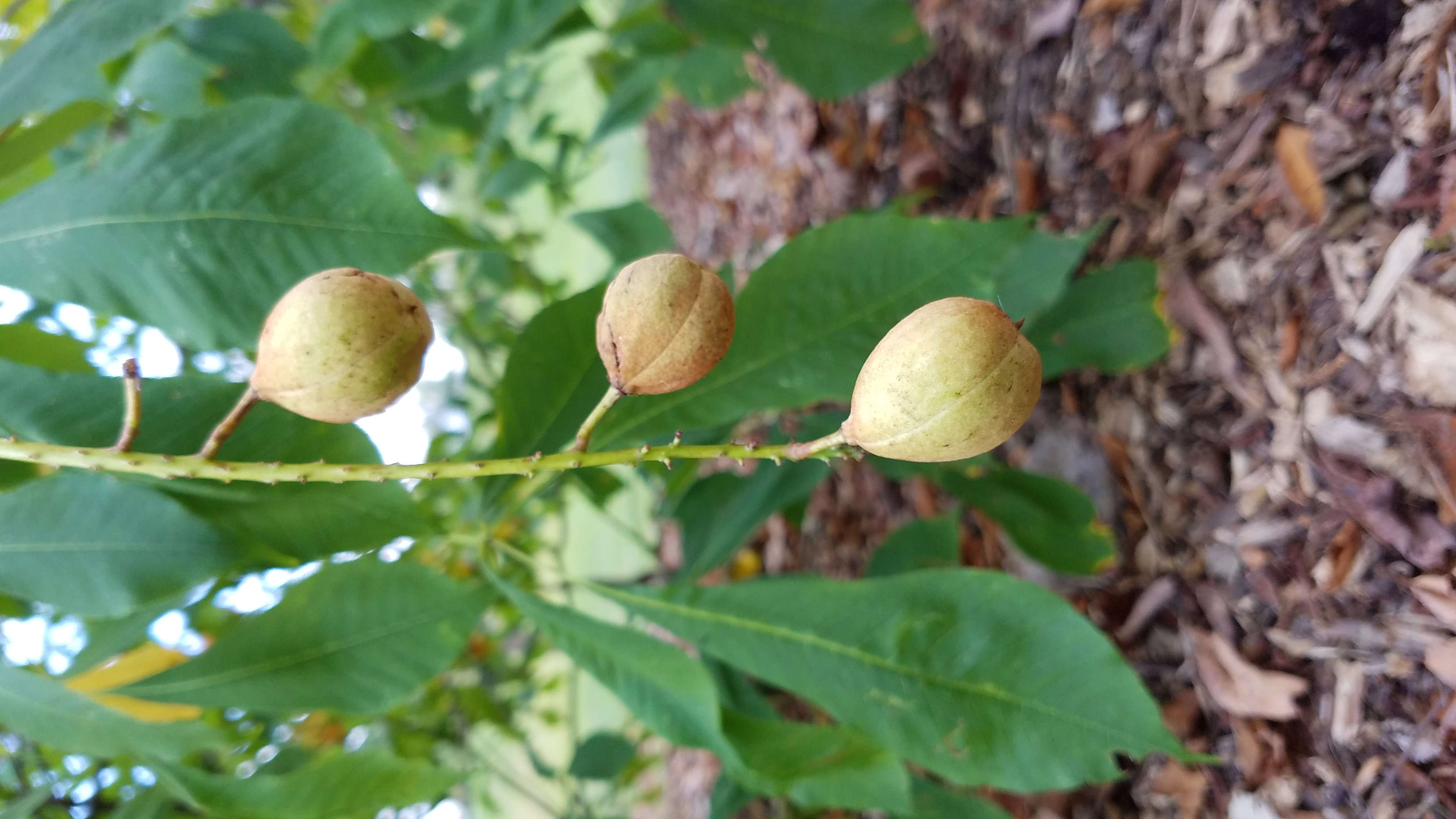 Imagem de Aesculus parviflora Walt.