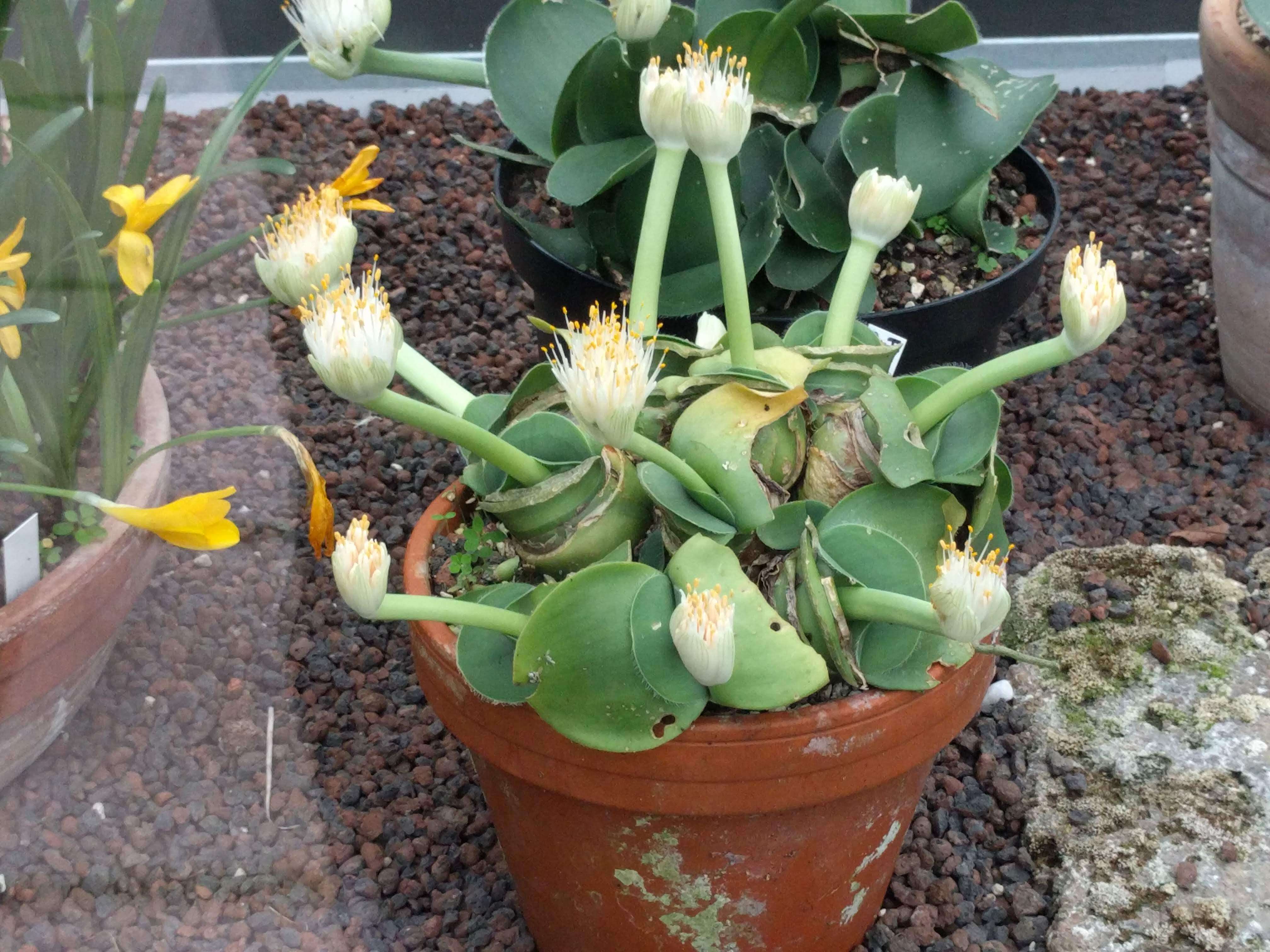 Imagem de Haemanthus albiflos Jacq.